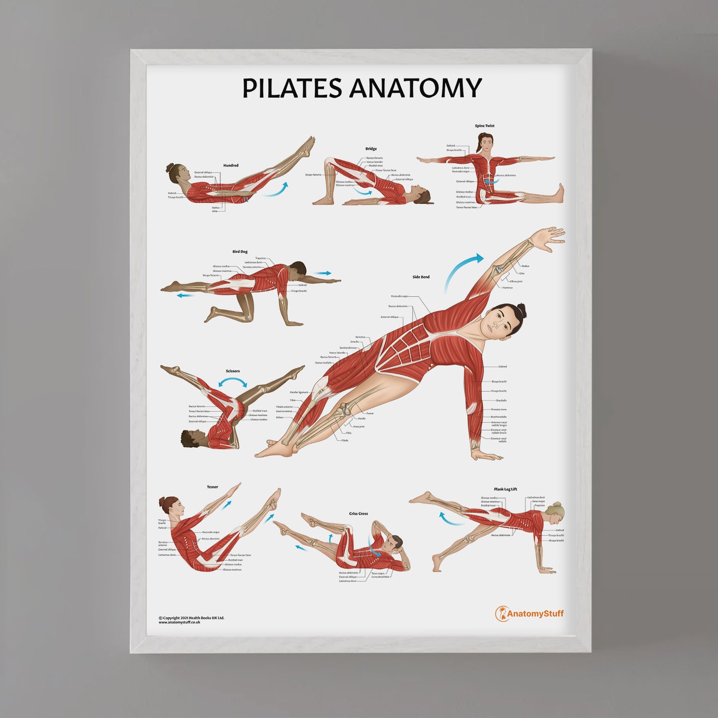 Pilates Anatomy Poster Anatomical Chart Of Pilates Poses Anatomystuff