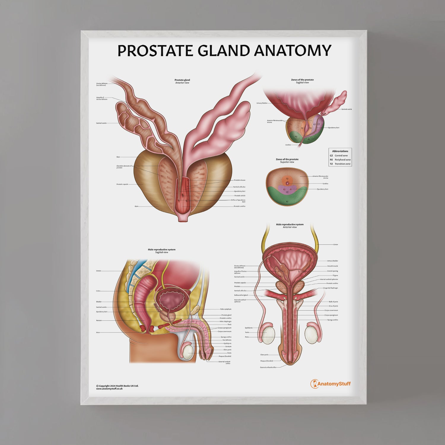 Prostate Anatomy Chart / Poster