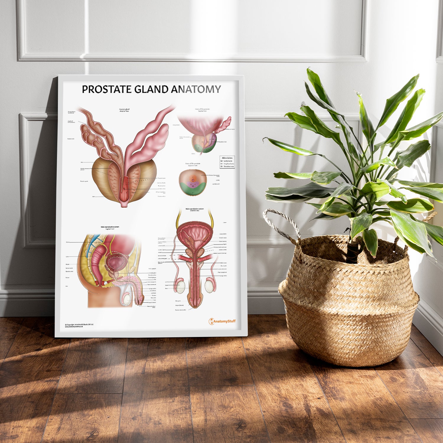 Prostate Anatomy Chart / Poster
