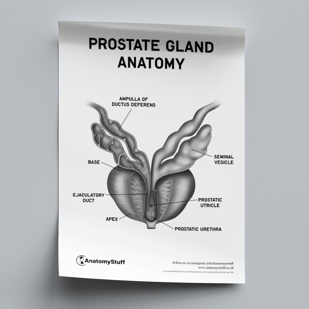 Prostate Gland Anatomy Poster PDF | Male Reproductive System – AnatomyStuff