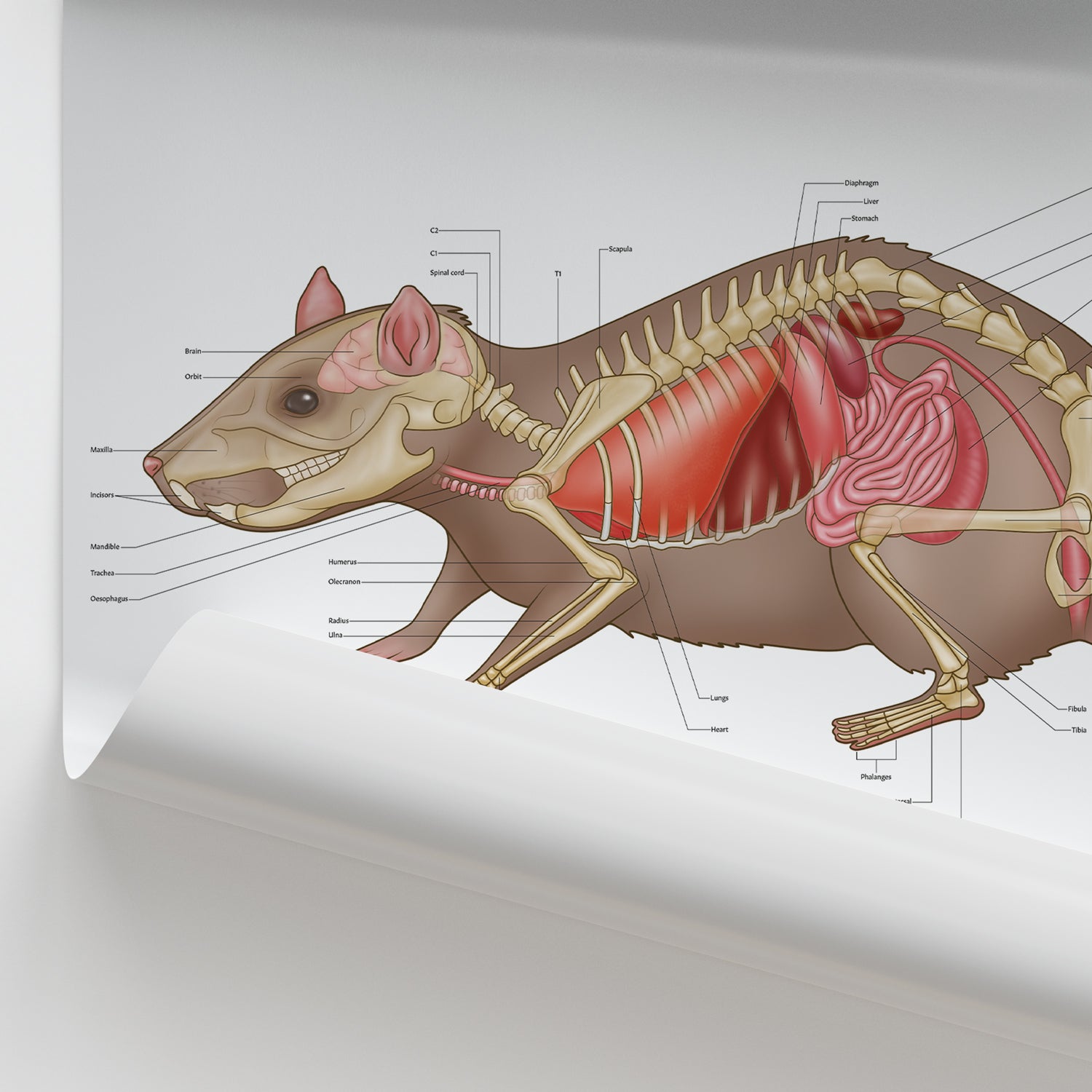 Rat Anatomy Poster | Small Mammal Bones & Organs Chart – AnatomyStuff
