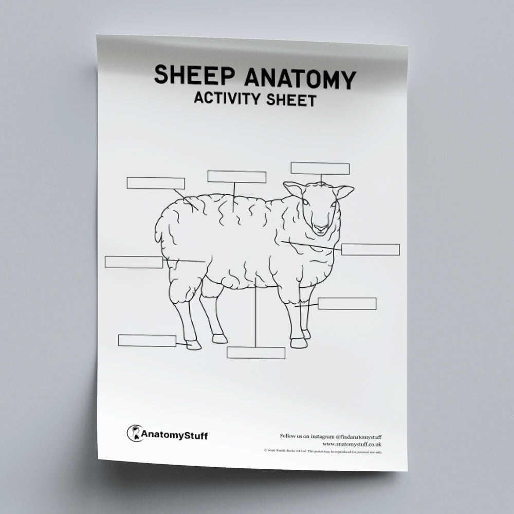 Sheep Pluck Dissection Worksheet.pdf Sheep Anatomy Activity Sheet PDF | Printable Download | AnatomyStuff