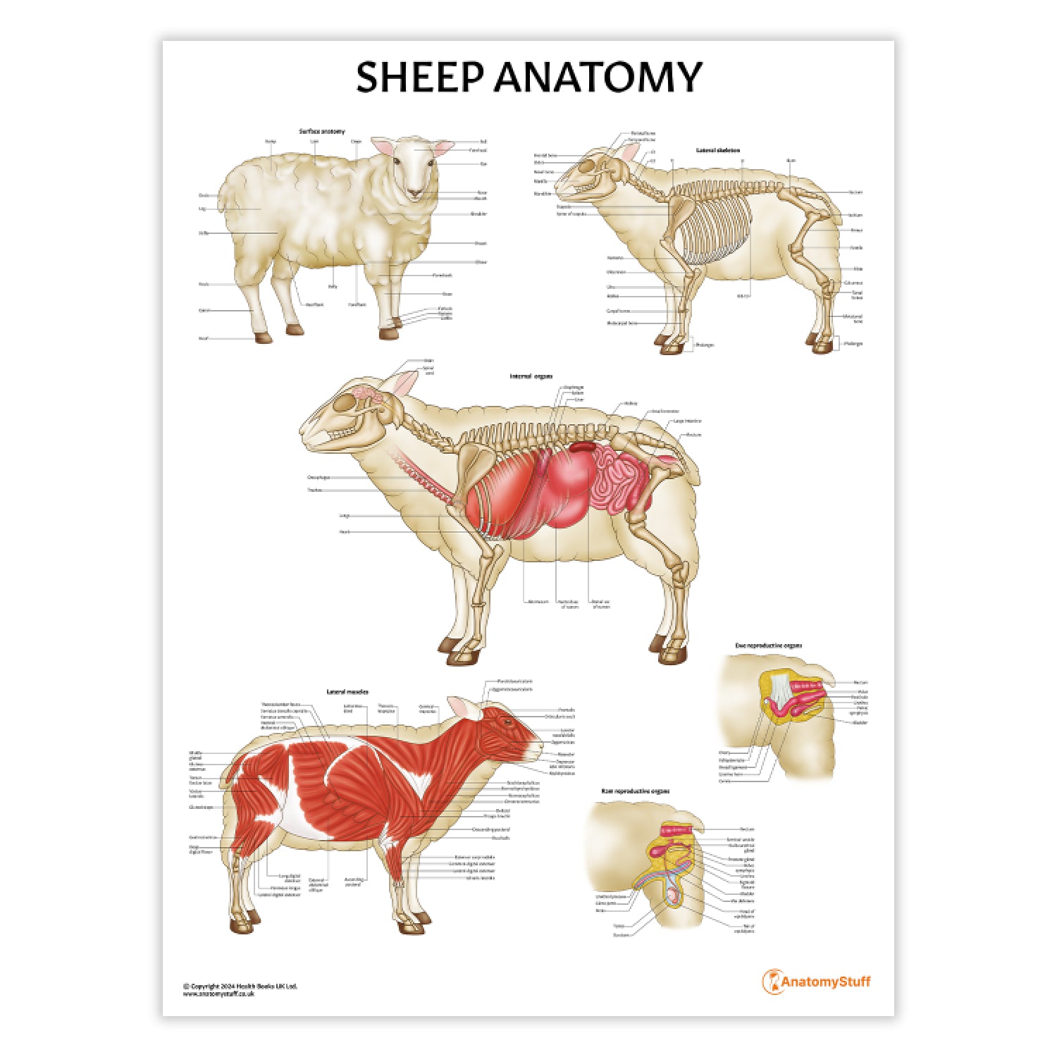 Sheep Anatomy Chart | Ovine Skeleton, Muscles & Organs Poster ...