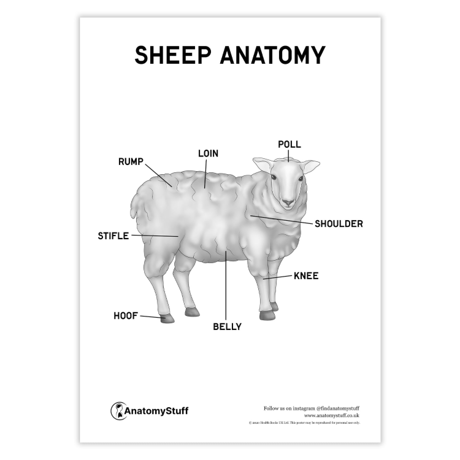 Sheep Pluck Dissection Worksheet.pdf Sheep Anatomy Poster PDF | Animal Anatomy Download | AnatomyStuff