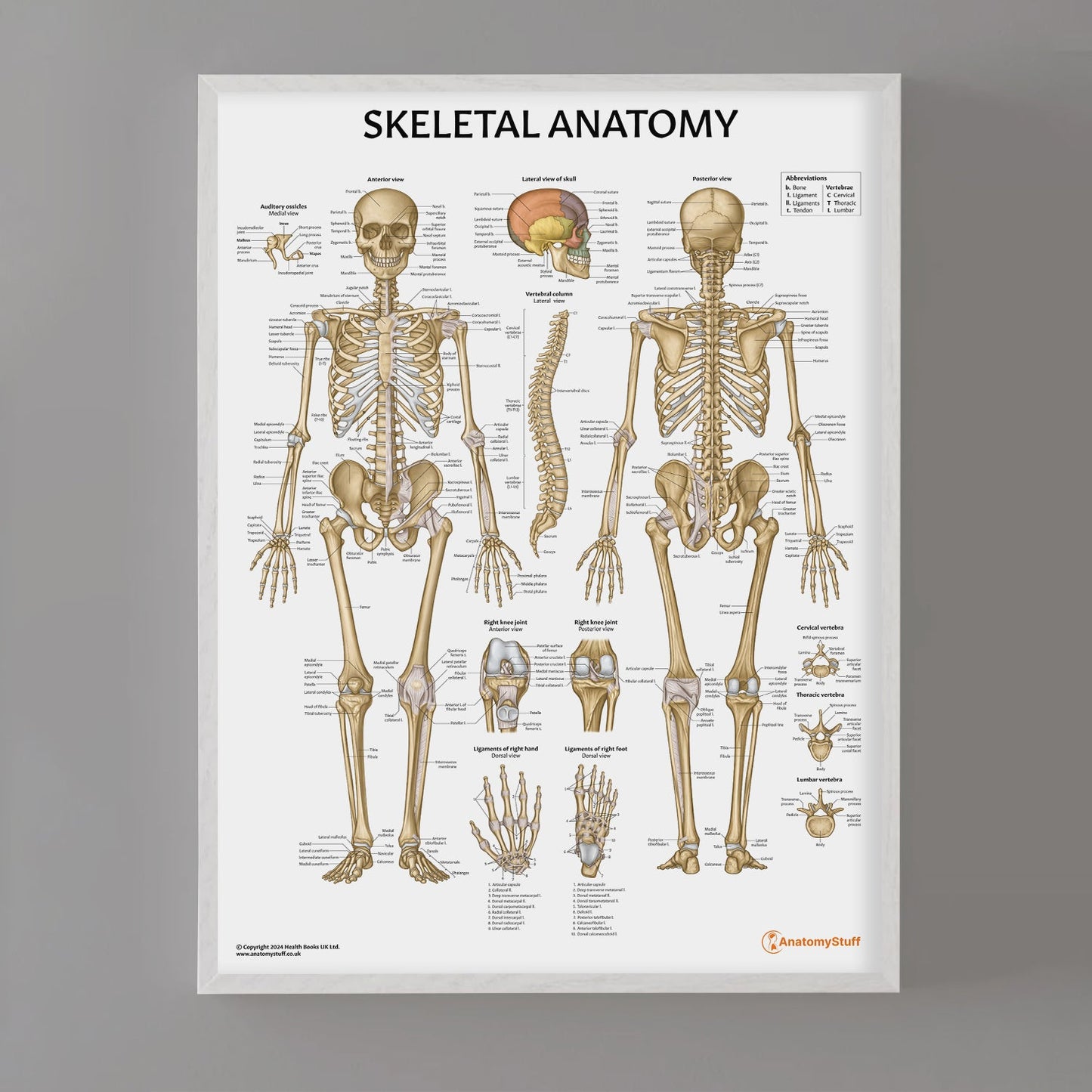 Skeletal Anatomy Chart / Poster