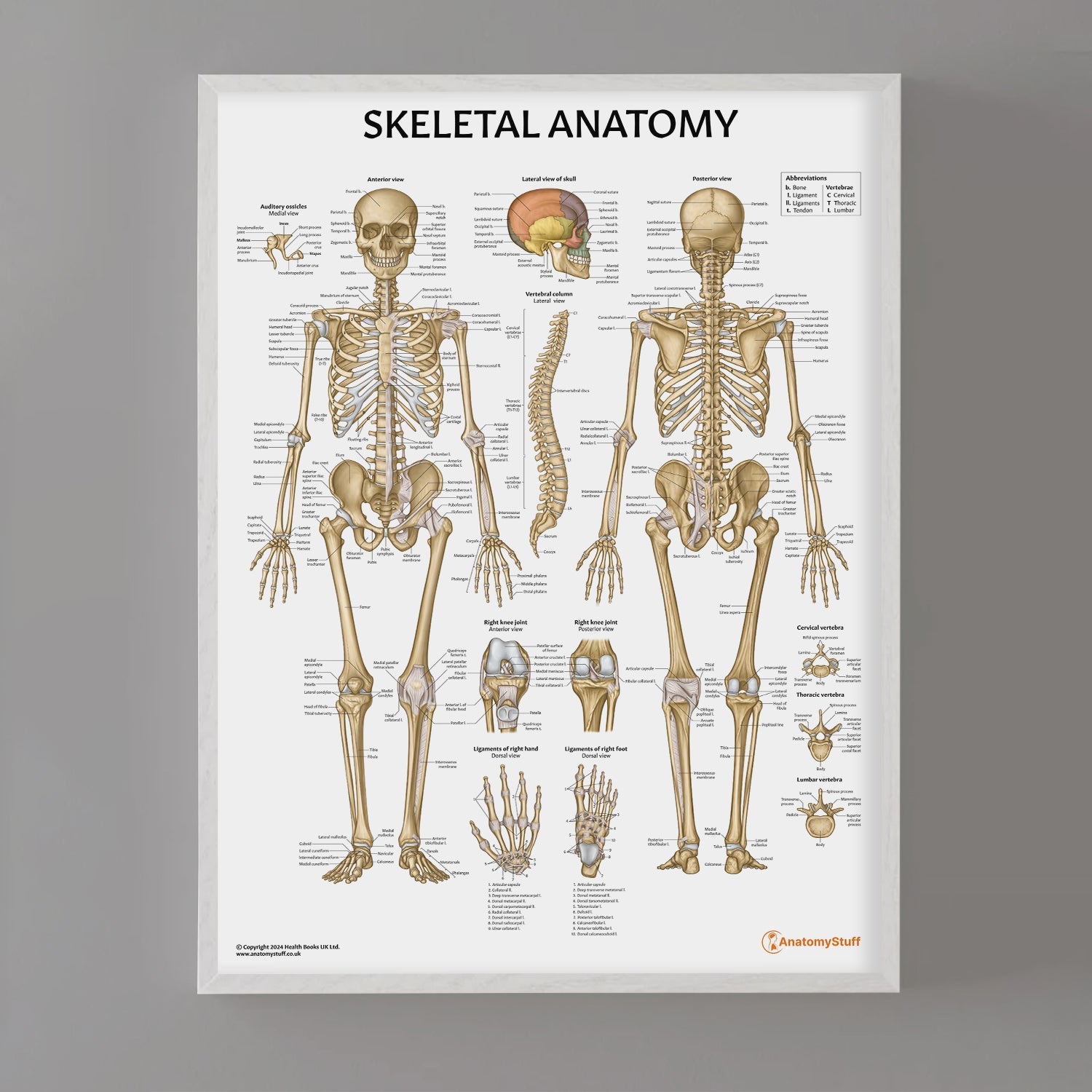 Skeletal Anatomy Chart / Poster