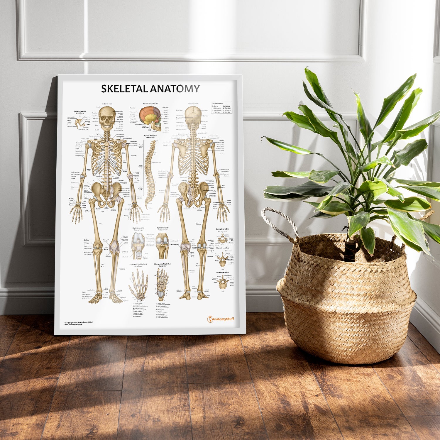 Skeletal Anatomy Chart / Poster