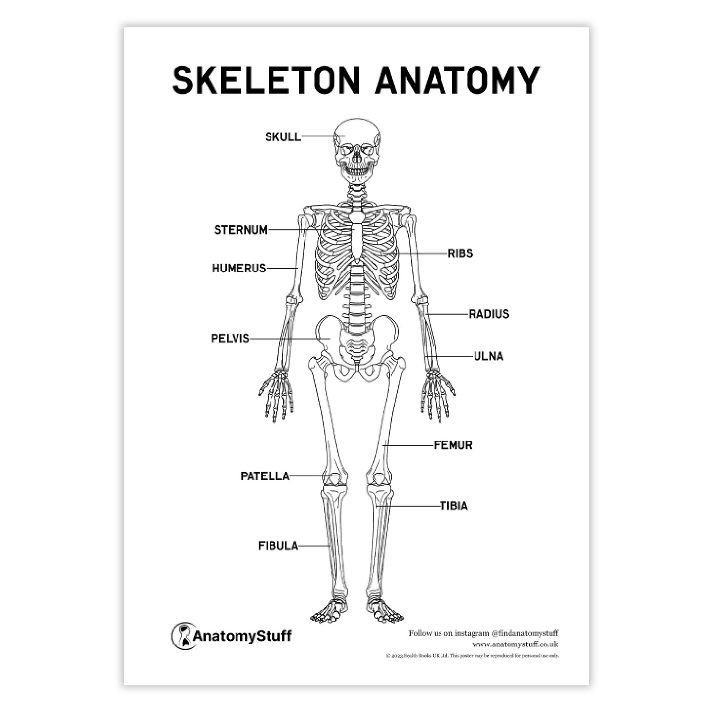 Skeleton Anatomy Poster PDF