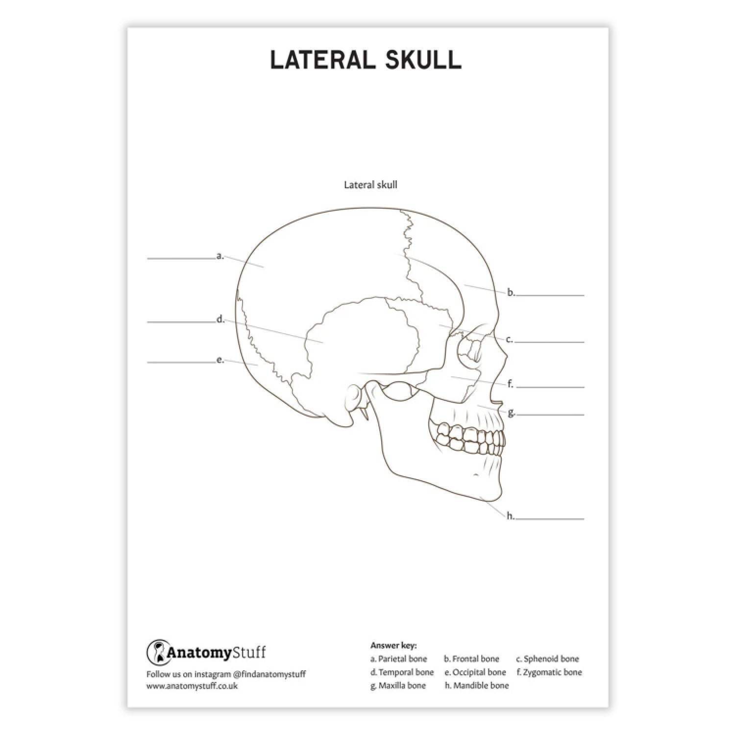 Skull Anatomy Colouring In Poster PDF