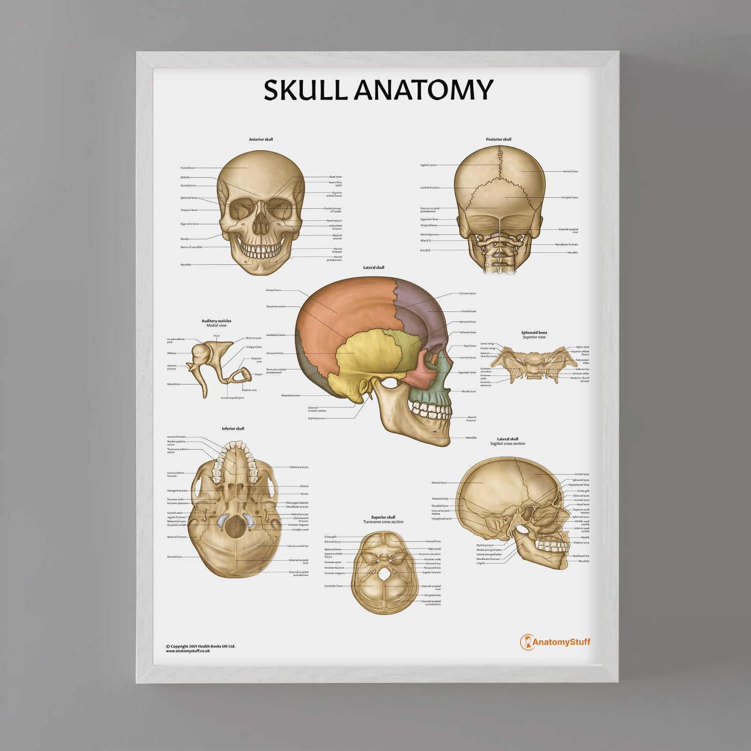 Skull Anatomy Chart | Human Skull Anatomical Poster – AnatomyStuff