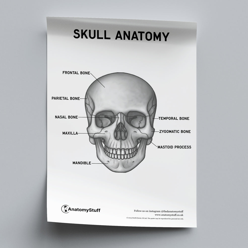 The Skull Notes.pdf Skull Anatomy PDF Poster | Neurosurgery Revision Download – AnatomyStuff