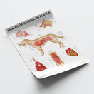 Switch Anatomía Canina Interna Chart / Poster - Spanish 2 image