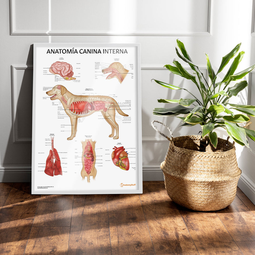 Anatomía Canina Interna Chart / Poster - Spanish