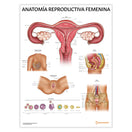 Switch Anatomía Reproductiva Femenina Chart / Poster - Spanish 1 image