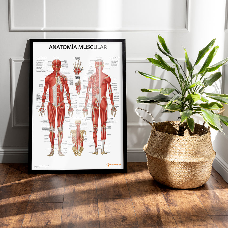 Anatomía Muscular Chart / Poster - Spanish