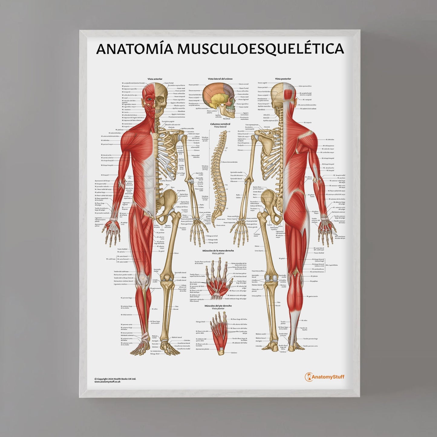 Anatomia Musculoesqueletica Chart / Poster - Spanish