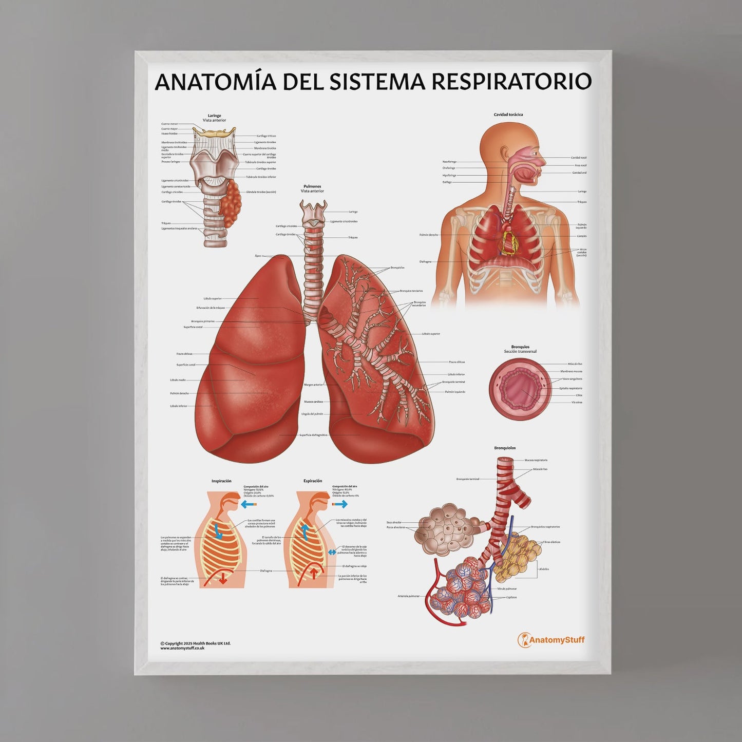 Anatomía del Sistema Respiratorio Chart / Poster - Spanish