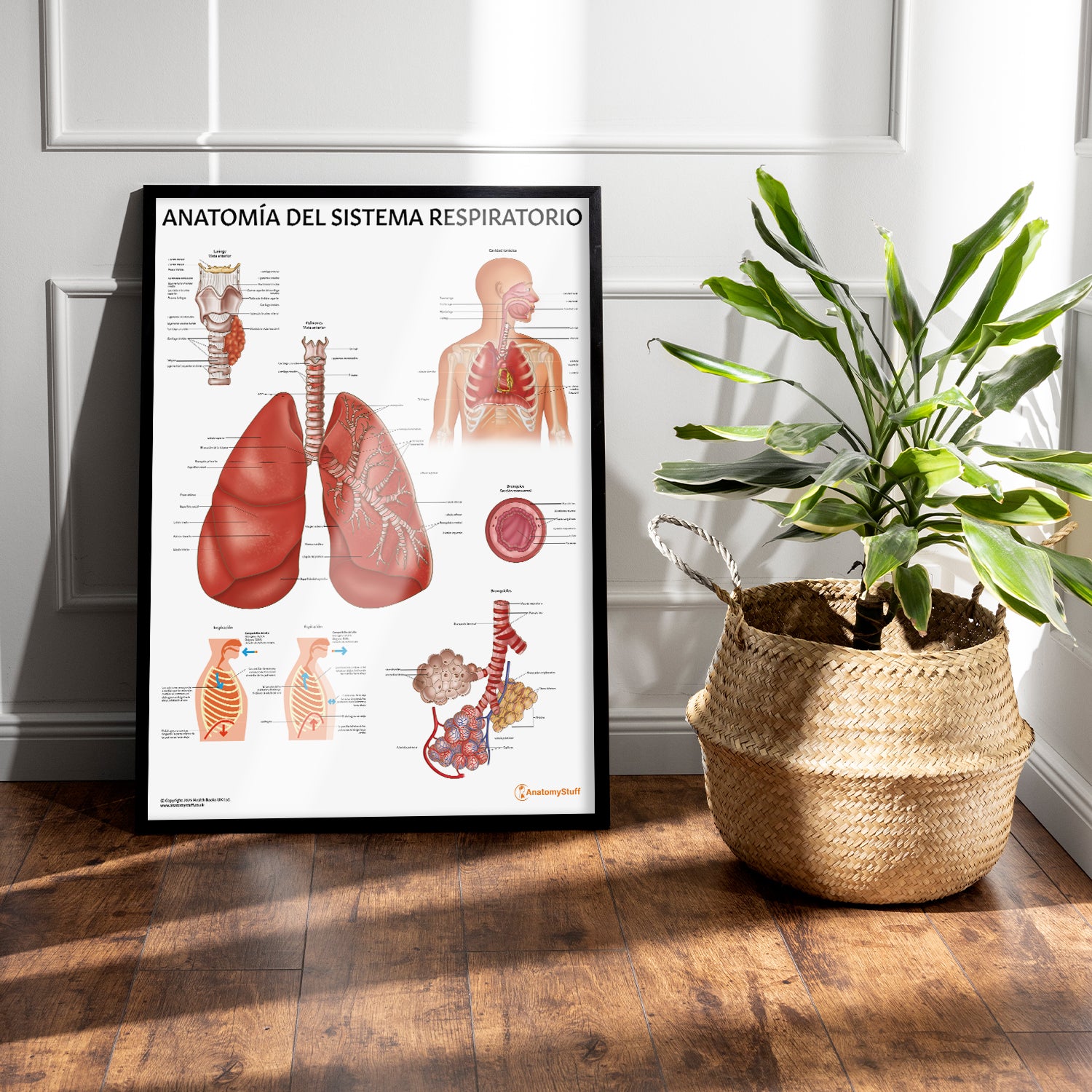 Anatomía del Sistema Respiratorio Chart / Poster - Spanish