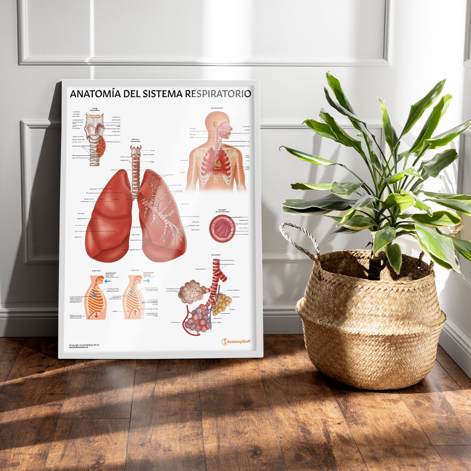 Anatomía del Sistema Respiratorio Chart / Poster - Spanish