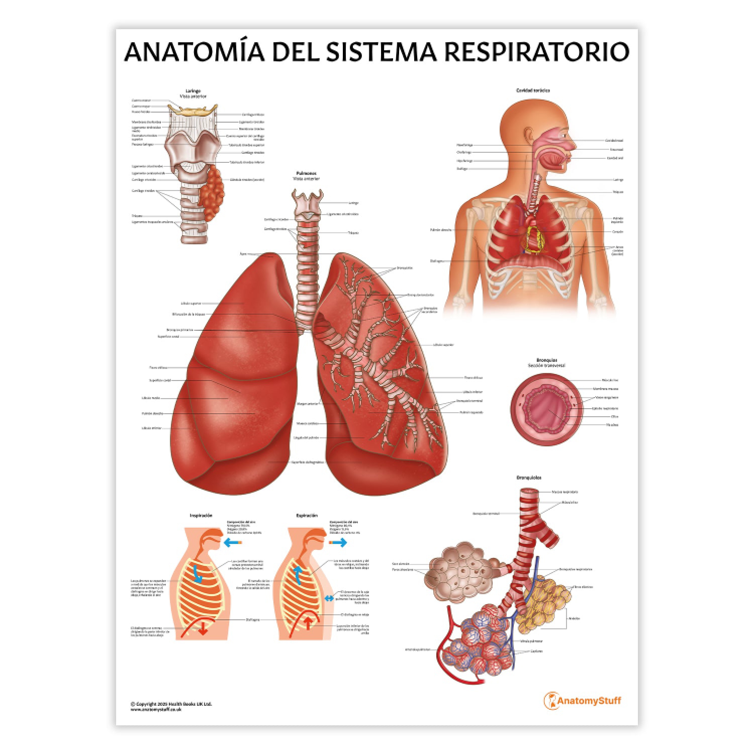 Anatomía del Sistema Respiratorio Chart / Poster - Spanish