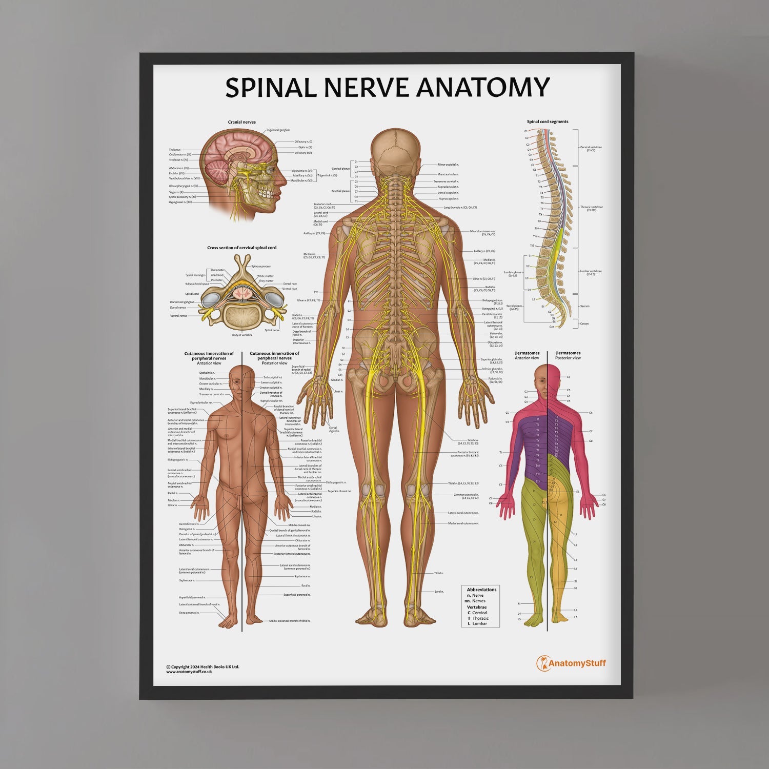 Dermatomes Diagram Spinal Nerves And Locations dermatomes-diagram-spinal-nerves-and-locations
