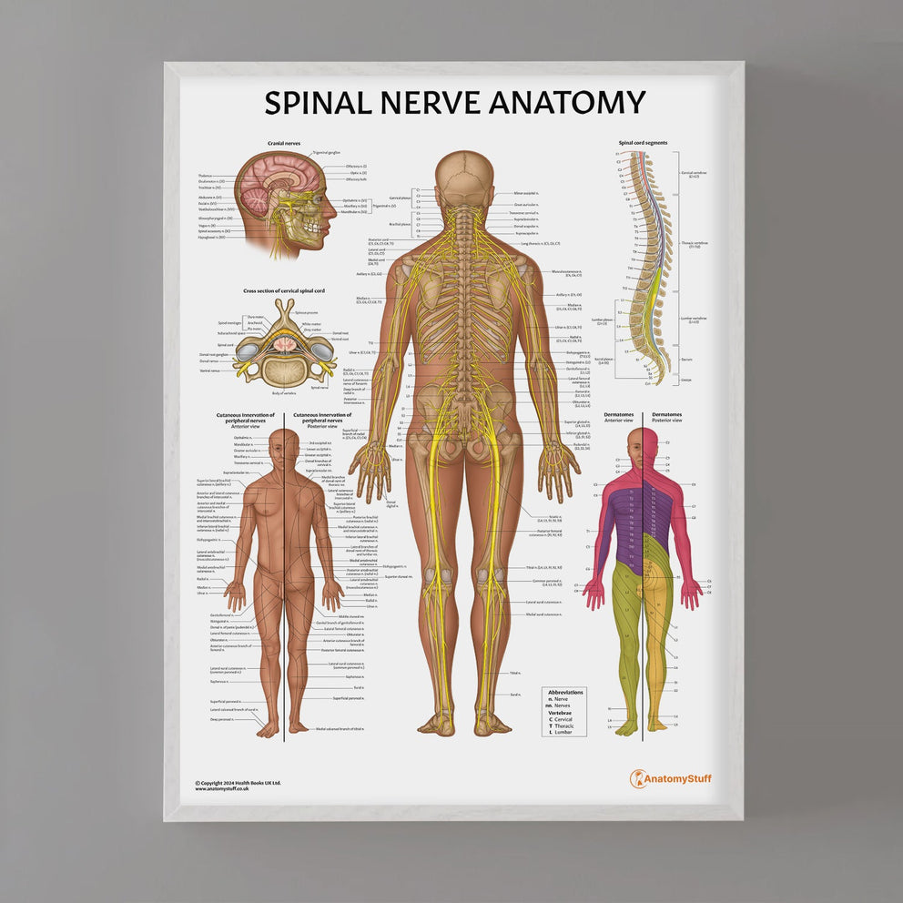 Brain Anatomy Posters Anatomystuff