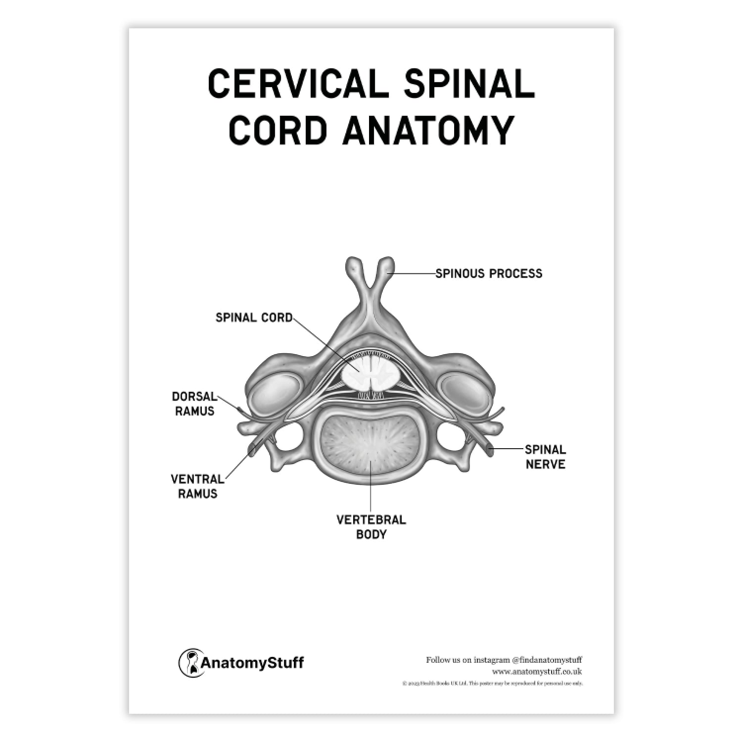 Conquer Spinal Cord Anatomy: Label Every Part Like A Pro - pd656jg