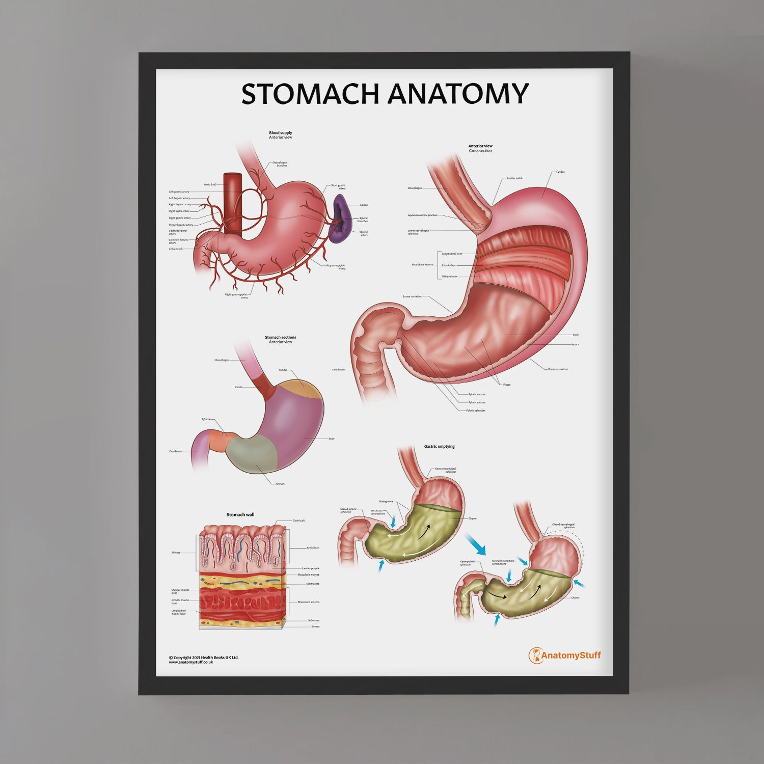 Stomach Graph Stomach Anatomy Poster | Human Digestive System Chart – AnatomyStuff