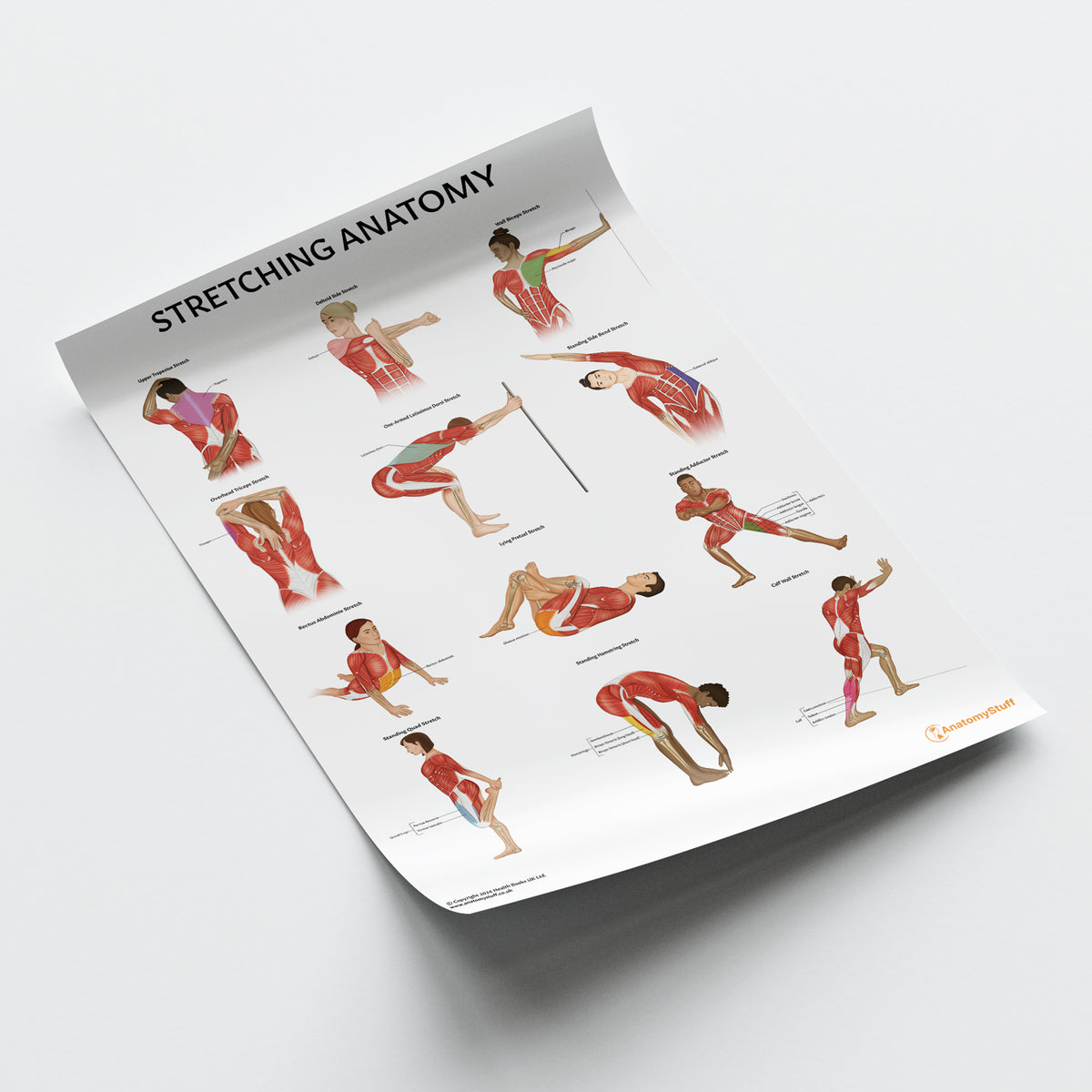 Stretching Anatomy Poster | Muscle Stretching Chart – AnatomyStuff