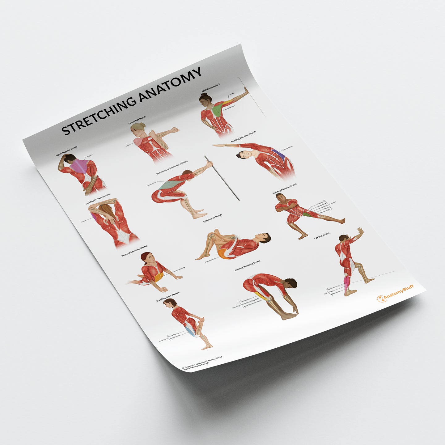 Stretching Anatomy Poster | Muscle Stretching Chart – AnatomyStuff