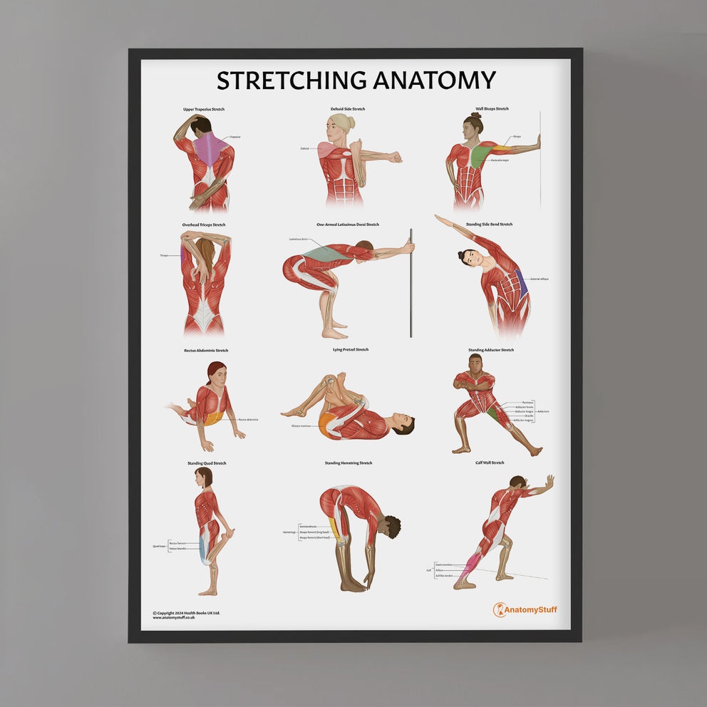 Stretching Anatomy Poster | Muscle Stretching Chart – AnatomyStuff