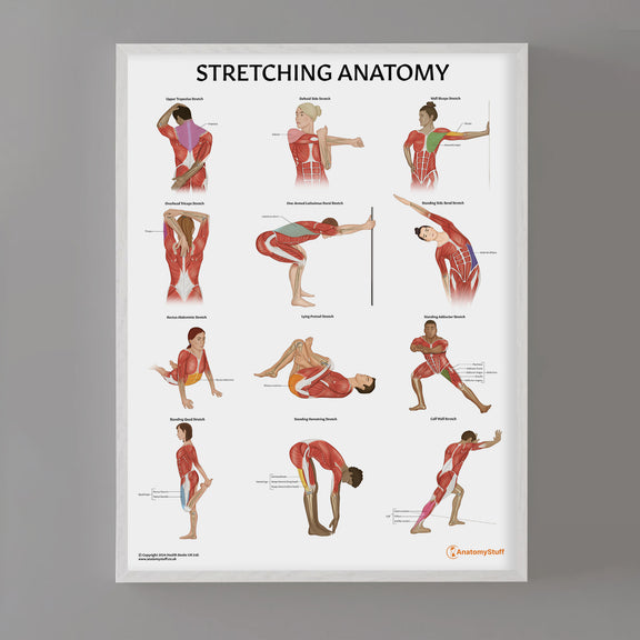 Stretching Anatomy Poster | Muscle Stretching Chart – AnatomyStuff