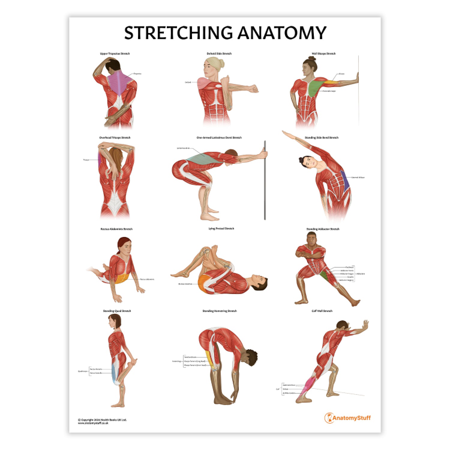 Stretching Anatomy Poster | Muscle Stretching Chart – AnatomyStuff