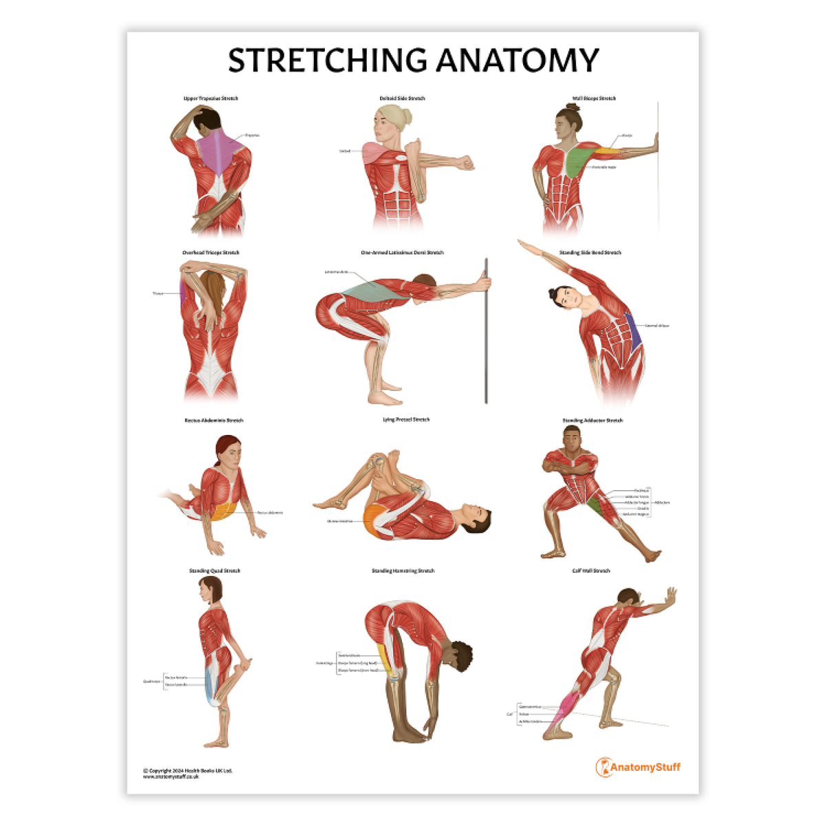 Stretching Anatomy Poster | Muscle Stretching Chart – AnatomyStuff