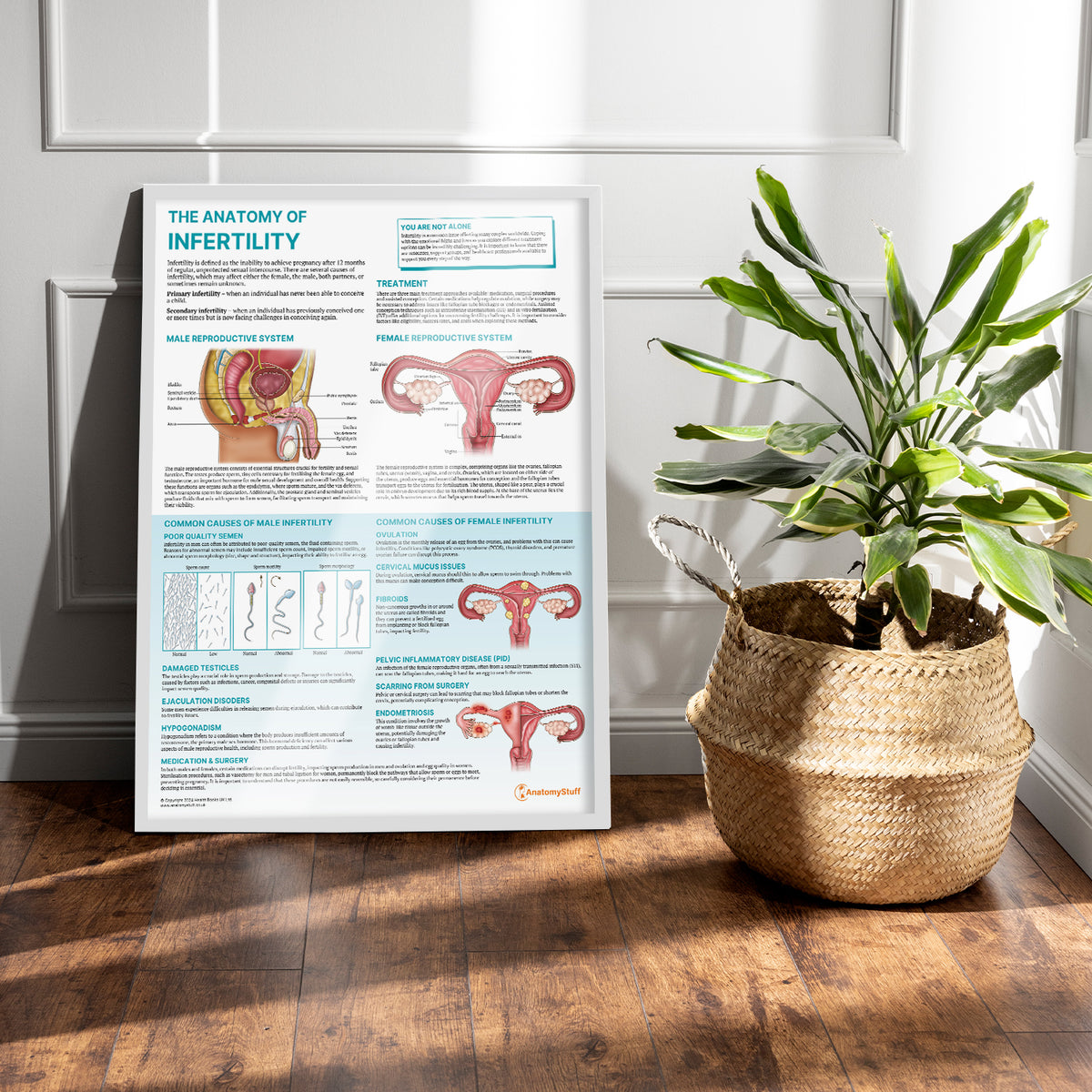 The Anatomy of Infertility Poster | Causes, Anatomy & Treatments ...