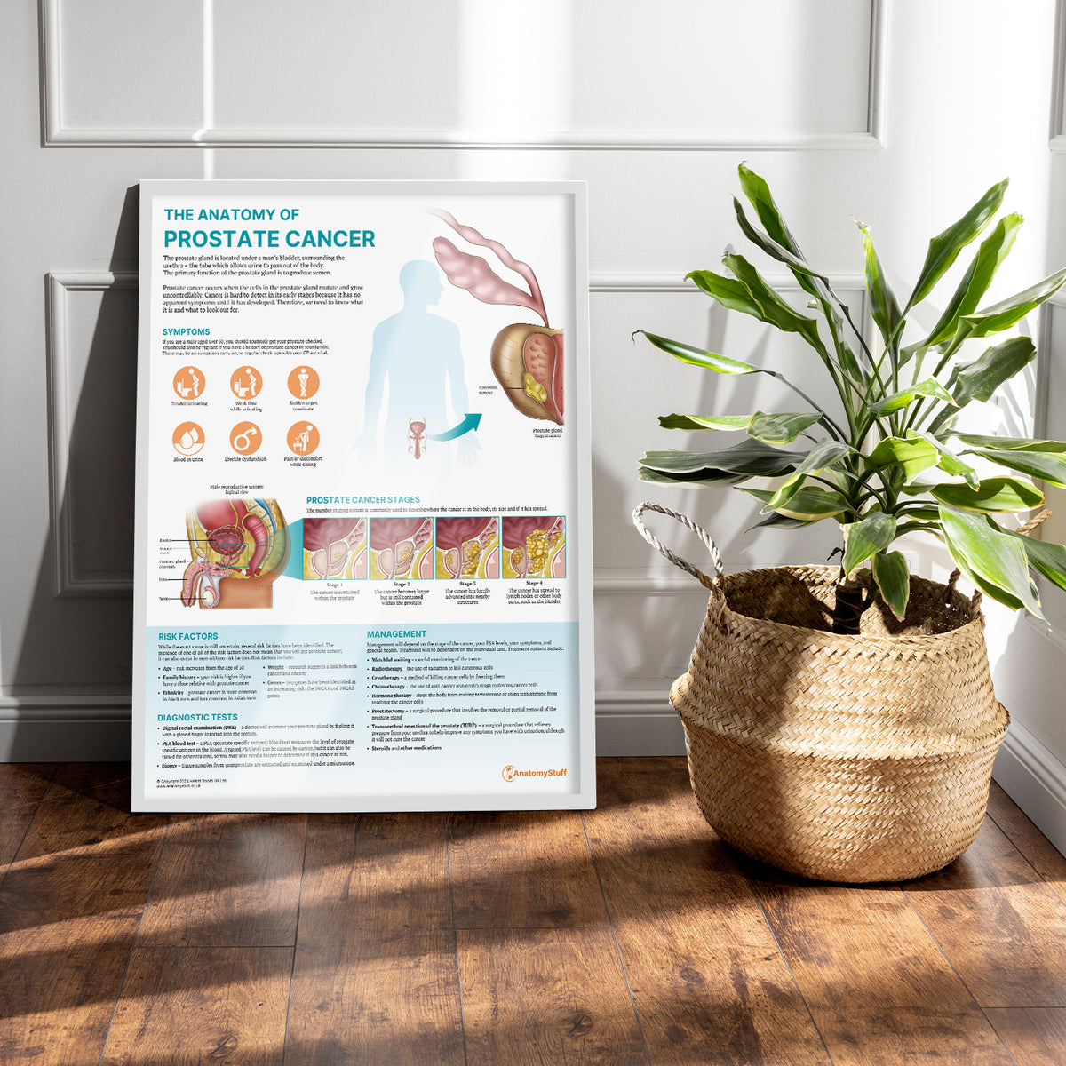 The Anatomy of Prostate Cancer Poster | Male Health Education Chart ...