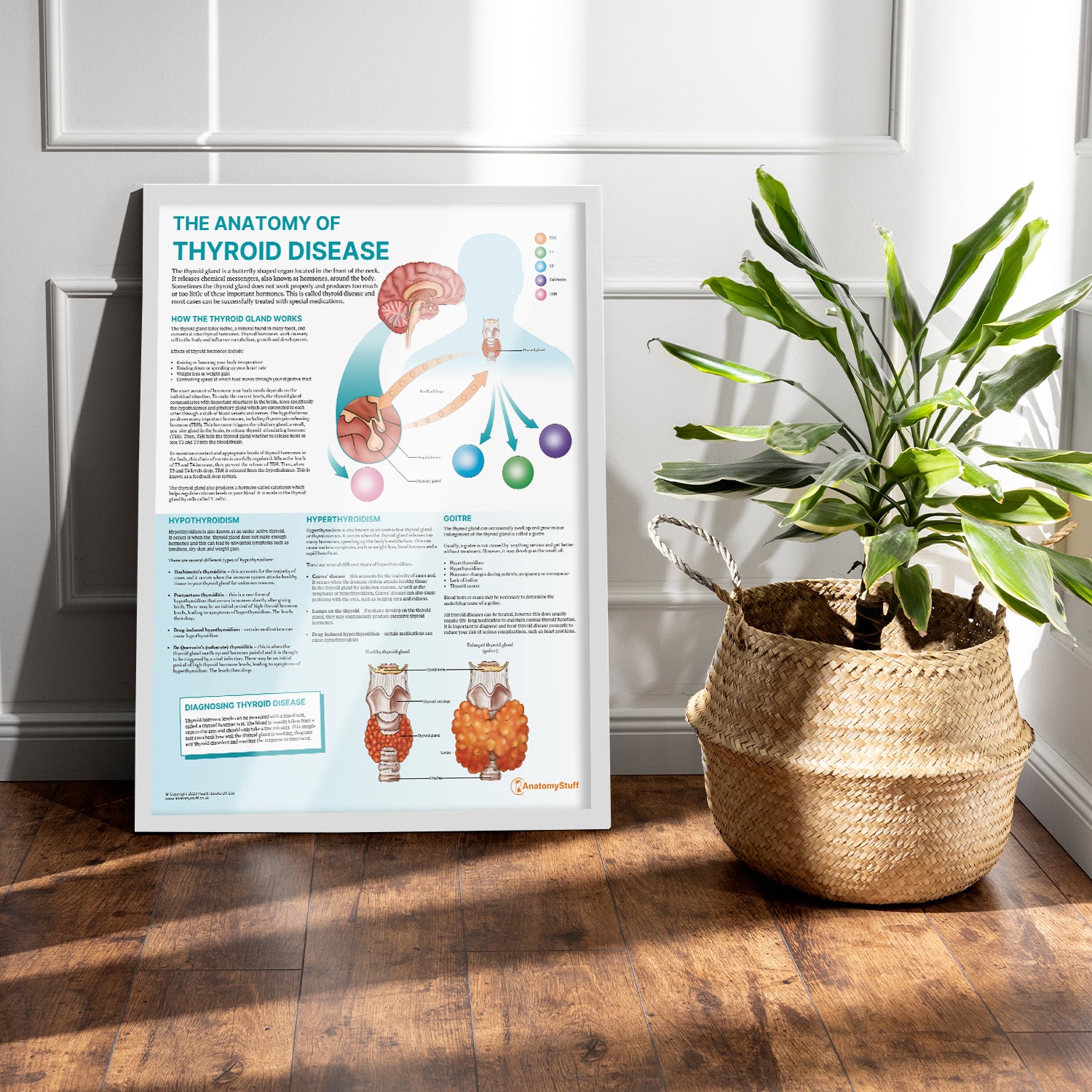 The Anatomy of Thyroid Disease Chart / Poster