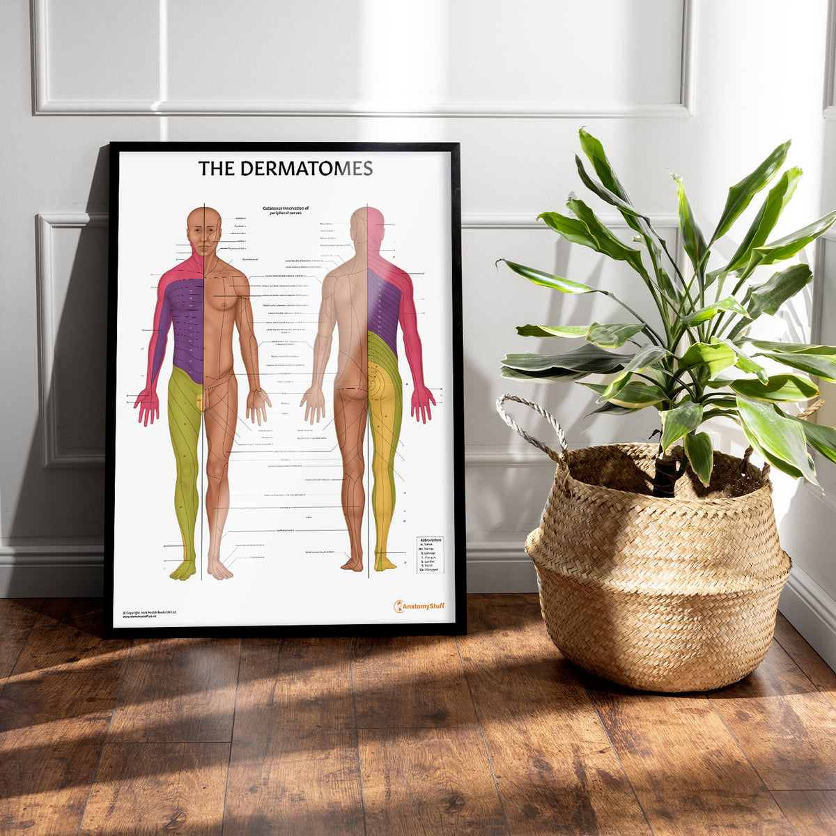 Dermatomes Anatomy Chart | Cutaneous Innervation Poster | AnatomyStuff