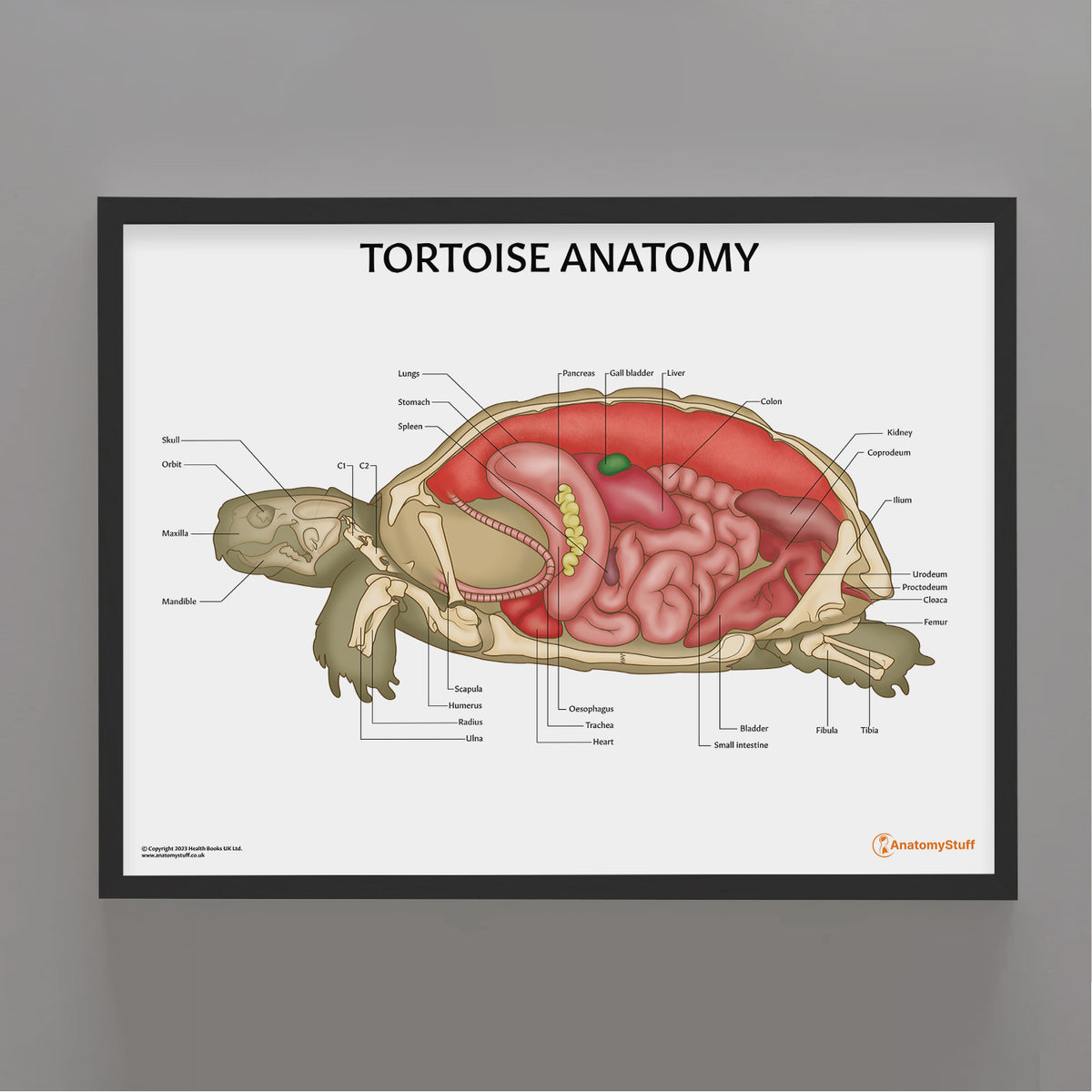 Tortoise Features Tortoise Anatomy Poster | Educational Exotic Pet Wall Chart – AnatomyStuff