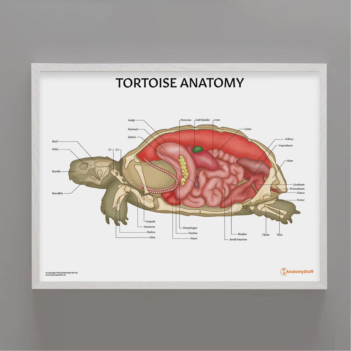 Tortoise Anatomy Poster | Educational Exotic Pet Wall Chart – AnatomyStuff