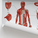 Switch Types of Skeletal Muscles Chart / Poster 2 image