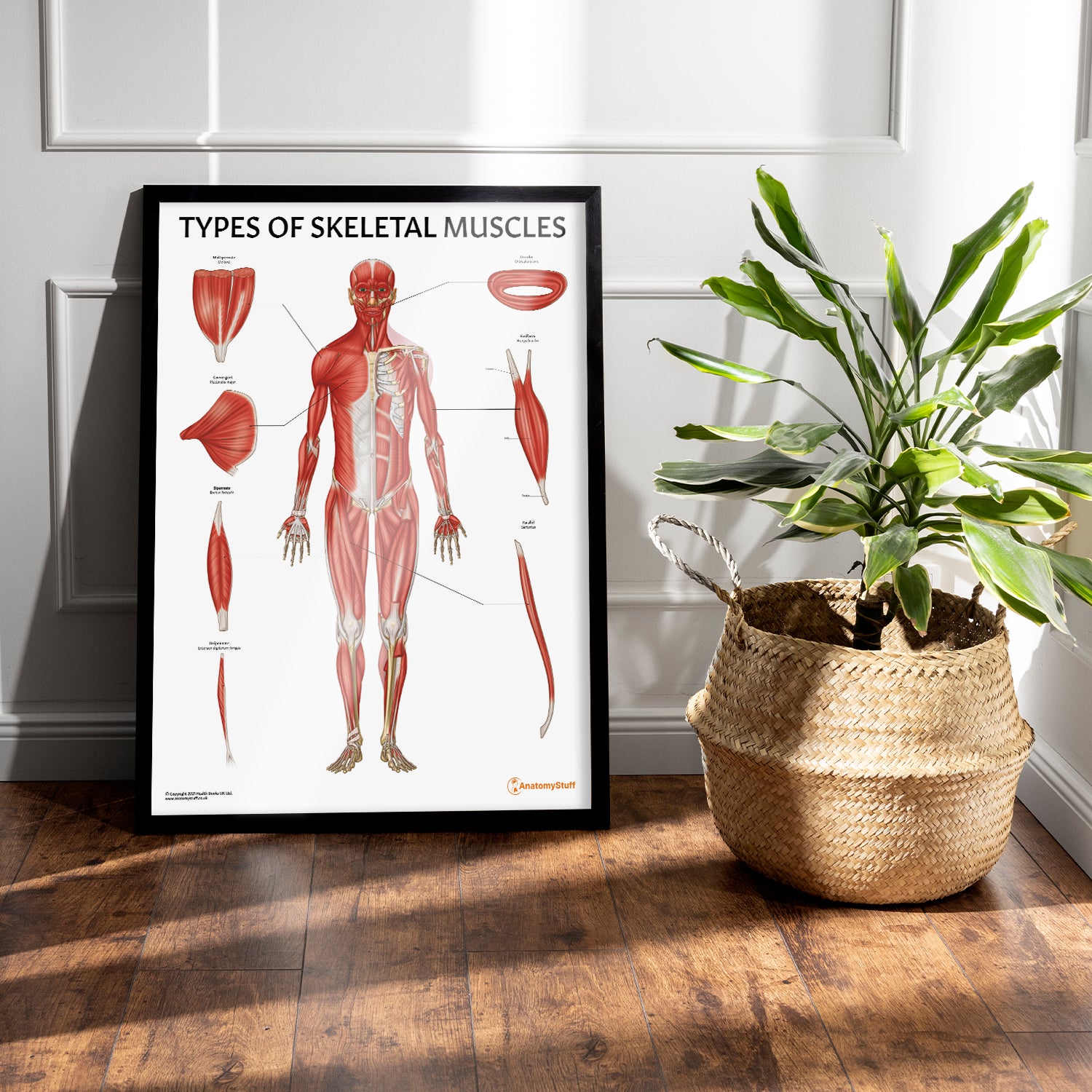 Types of Skeletal Muscles Chart / Poster