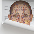 Switch Vascular Anatomy of the Face Chart / Poster 3 image